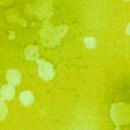 fossil fern 2.1813 lime ice