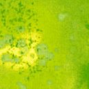 fossil fern 2.1848 lime aid